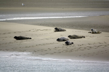 Poster - Seehunde an der Oosterschelde