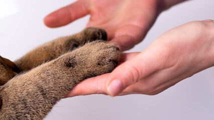 hands and paws of a cat on a white background friendship concept. pets are human friends