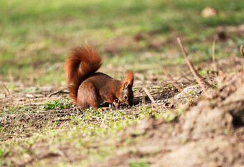 A red squirrel on a tree