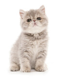 Fototapeta Zwierzęta - exotic kitten portrait