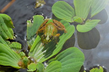 Croaking Frog, Observe Its Vocal Sac Inflated. Common Frog (Pelophylax Perezi) An Introduced And Invasive Species In The Canary Islands. Photo Taken In García Sanabria Park In Santa Cruz De Tenerife. 