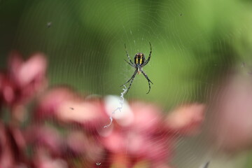 spider and web