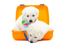 Two Puppies With Travel Suitcase On Isolated White Background