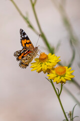 Wall Mural - Australian Painted Lady butterfly (Vanessa kershawi) perched on a flower.