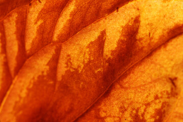 Wall Mural - Close up of lack nutrient leaf