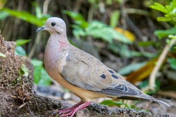 a Eared dove stands on the branch.
Adult males have mainly olive-brown upperpart plumage, with black spots on the wings. The head has a grey crown, black line behind the eye.