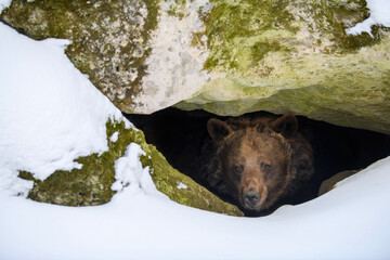 Wall Mural - brown bear looks out of its den in the woods under a large rock in winter