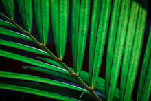 Palm Leaves Are Green, Light Shines Against A Black Background.