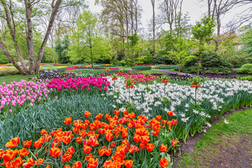 Tulip flower bulb field in garden, spring season in Lisse near Amsterdam Netherlands