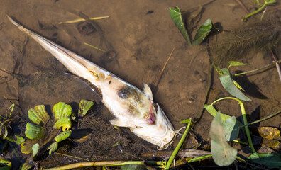 Closeup dead catfish floating upside down on the river in Thailand, environmental concept, nature background, outdoor day light, water pollution and fish disease 