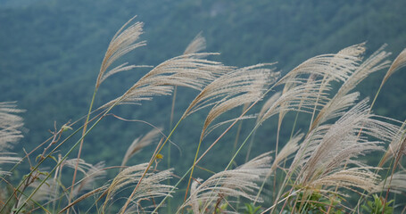 Wall Mural - Beautiful sliver grass on mountain