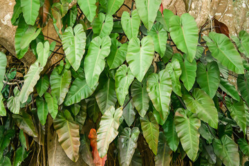 Canvas Print - The giant betel was using its leaves to cover the big tree.