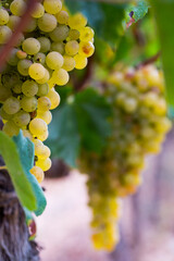 Close up of juicy grapes bunches in sunny garden outdoor waiting for harvesting