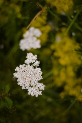 Achillea millefolium and Galium verum two species of wild medicinal plants grown in the field in the spring season. flowers with healing power that are found in nature