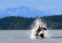 Dramatic Photo Of An Orca Breaching In Discovery Channel With A Mountain Backdrop, Near Campbell River, British Columbia, With  A Captured Harbor Porpoise In Its Mouth