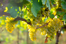 Ripe White Grapes Hanging On Vine In Vineyard At Sunny Day, Harvest Season