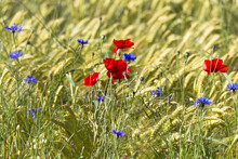 Bright Red Poppies And Deep Blue Cornflowers Grow In Summer On The Edge Of A Ripening Grain Field
