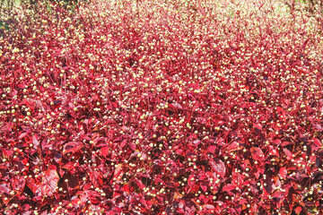 Field of white flowers with red leaf nature summer background