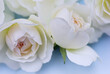 White roses on a blue background. Beautiful floral background. Blurred image. Selective focus.