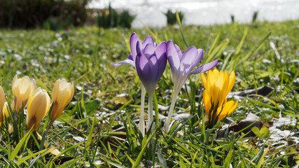 Canvas Print - Frühlings-Krokus, gelb und blau (Crocus vernus)