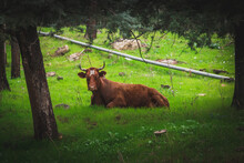 Cow In The Forest