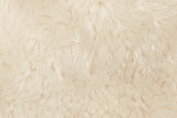 Wall Mural - Natural animal white wool seamless texture background. light sheep wool. texture of fluffy fur for designers. close-up fragment white beige wool carpet