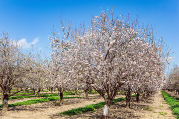 Poster -  Israel. Grove of almond trees