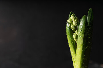 Wall Mural - hyacinth flower, growing and blooming close-up on dark background, copyspace