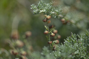 Flora of Gran Canaria - Artemisia reptans, wormwood species listed as protected on Canary Islands, natural macro floral background
