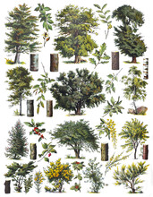 Tree Collection - Vintage Illustration From Larousse Du Xxe Siècle