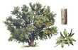 Holm oak (Quercus ilex) - vintage illustration from Larousse du xxe siècle