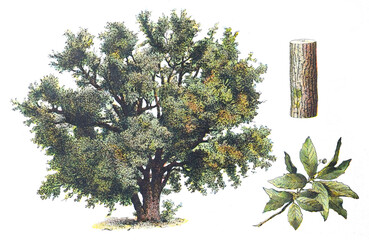 holm oak (quercus ilex) - vintage illustration from larousse du xxe siècle