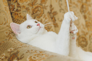 Wall Mural - White cat playing on a vintage couch. 