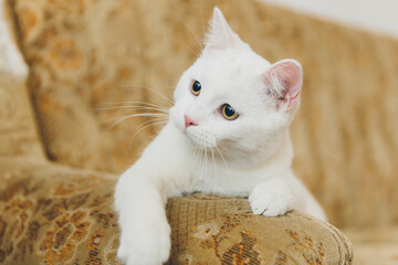 Wall Mural - White cat playing on a vintage couch. 