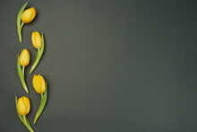 Five Yellow Tulips Are Beautifully Laid Out Along The Left Edge Of The Horizontal Gray Background