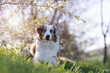 Dog, Australian Shepherd lying under cherry blossoms with flowering branch in mouth looking at camera