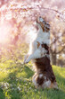 Dog, Australian Shepherd standing on hind legs under cherry blossoms with falling petals