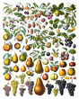 Fruit and nuts collection - vintage illustration from Larousse du xxe siècle