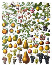 Fruit And Nuts Collection - Vintage Illustration From Larousse Du Xxe Siècle
