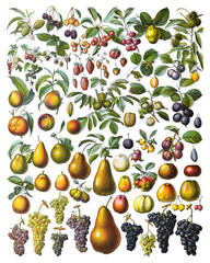 Fruit and nuts collection - vintage illustration from Larousse du xxe siècle