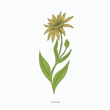 Yellow Gardenia Hand Drawn Vintage Botanical Vector Illustration. Isolated Scientific Plant Illustration Isolated On White Background. Graphic Design Resources