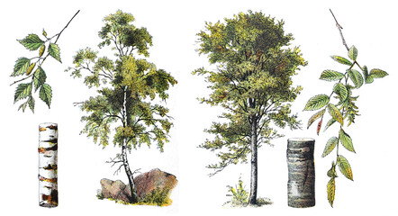 Birch (left) and Common hornbeam - Carpinus betulus (right) - vintage illustration from Larousse du xxe siècle