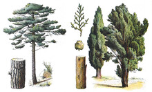 Black Pine - Pinus Nigra (left) And Mediterranean Cypress - Cupressus Sempervirens (right) - Vintage Illustration From Larousse Du Xxe Siècle