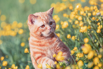 Wall Mural - Small ginger kitten sitting on the flower lawn. Cat enjoying spring