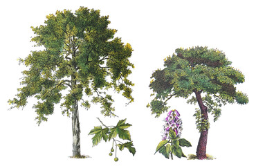 platanus (left) and paulownia (right) - vintage illustration from larousse du xxe siècle