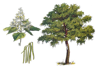 Catalpa - vintage illustration from Larousse du xxe siècle