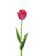 Red Tulip Flower Isolated On White Background