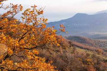 Wall Mural - Golden autumn leaves of a tree on a background of blue sky in the mountains