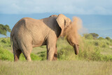 Fototapeta Sawanna - African elephant (Loxodonta africana) bull, throwing sand, Amboseli national park, Kenya.