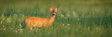 Roe Deer, Capreolus Capreolus, Doe Standing On Meadow In Summer With Copy Space. Female Mammal Looking To The Camera On Pasture With Space For Text. Brown Animal Watching In Wildflowers.